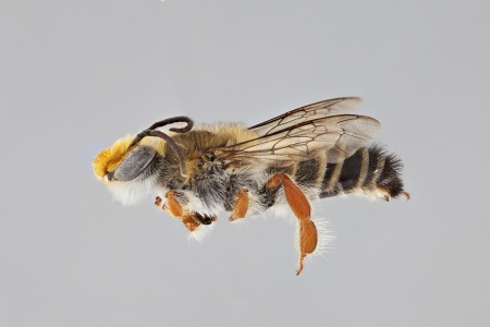 [Trichocolletes male (lateral/side view) thumbnail]